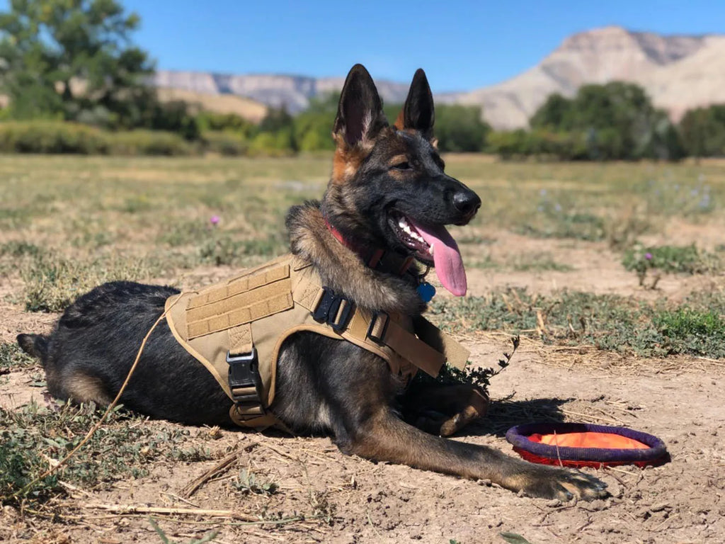 Tactical Dog Harness