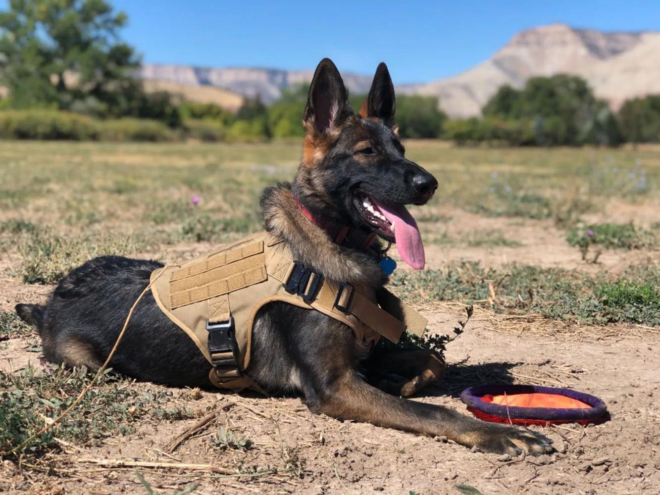 Tactical Dog Harness