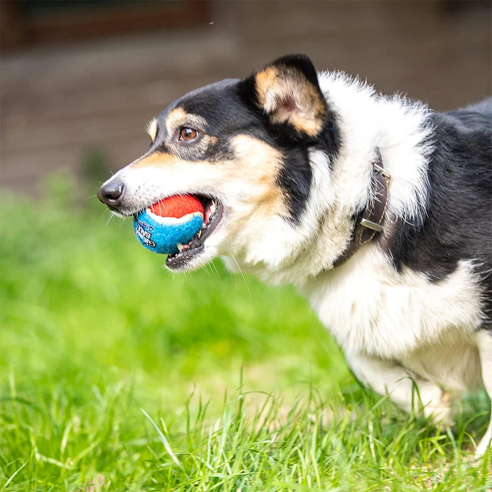 Squeaky Dog Tennis Ball