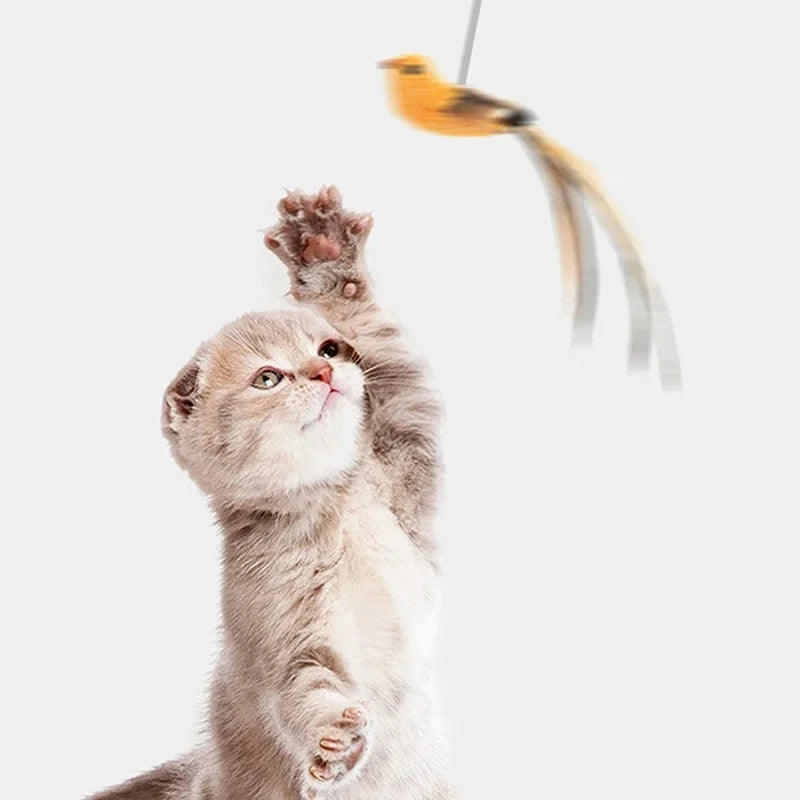 Feather Bird Cat Teaser
