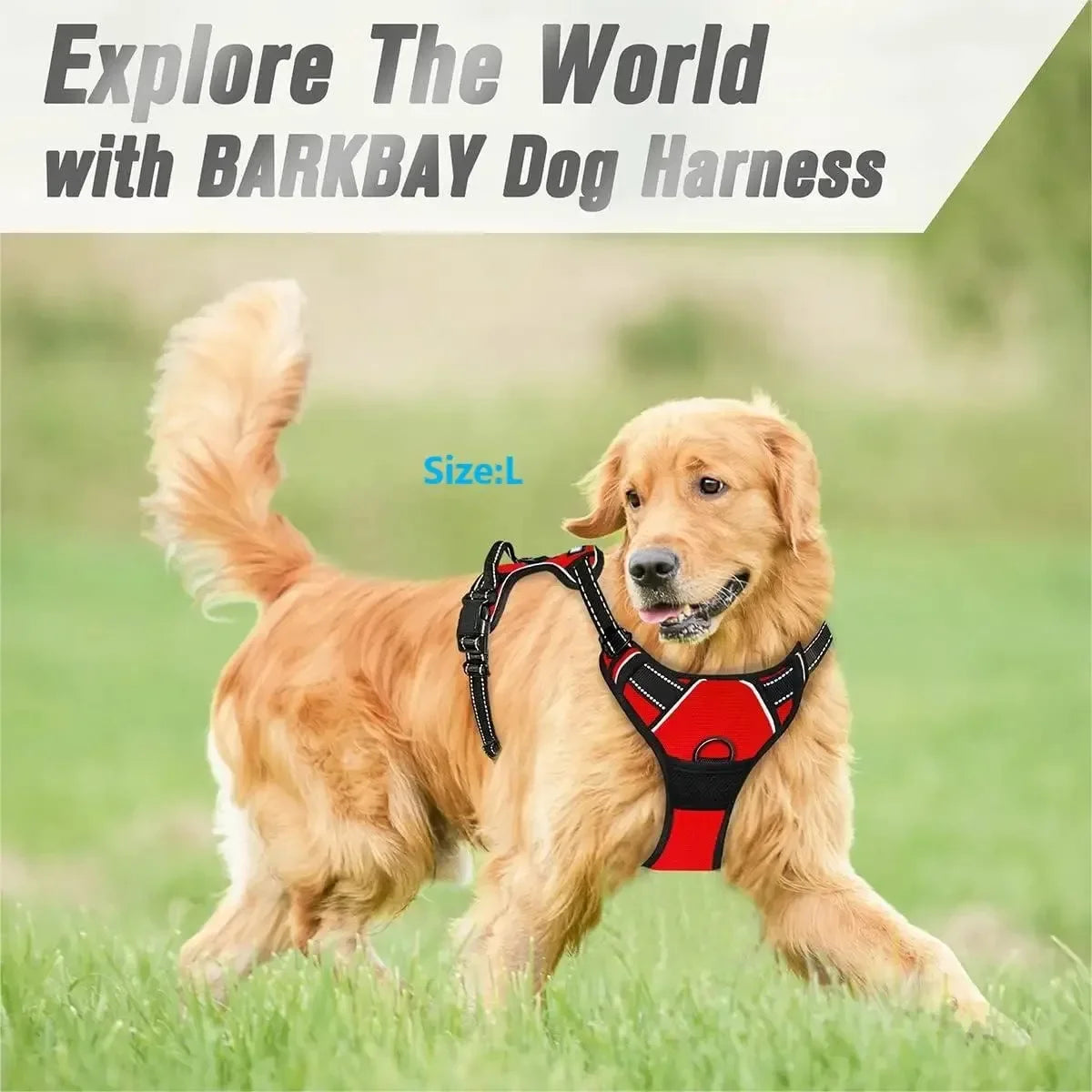 Dog Harness & Collar Set