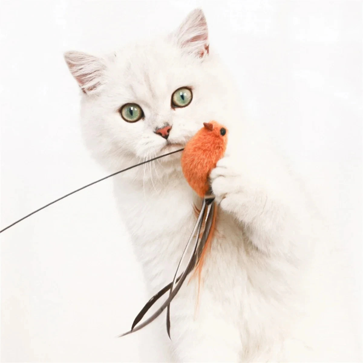 Feather Bird Cat Teaser