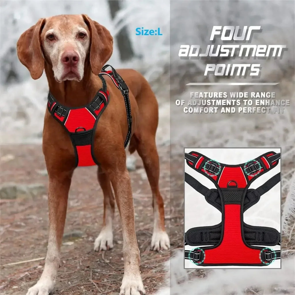 Dog Harness & Collar Set