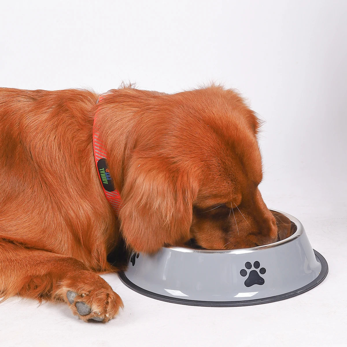 Stainless Steel Pet Food Bowl