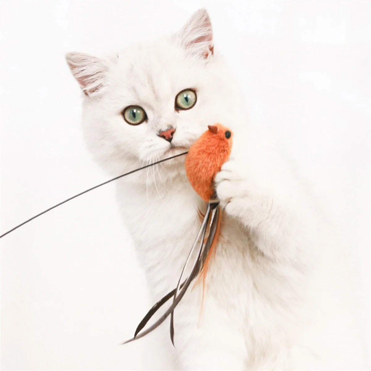 Feather Bird Cat Teaser