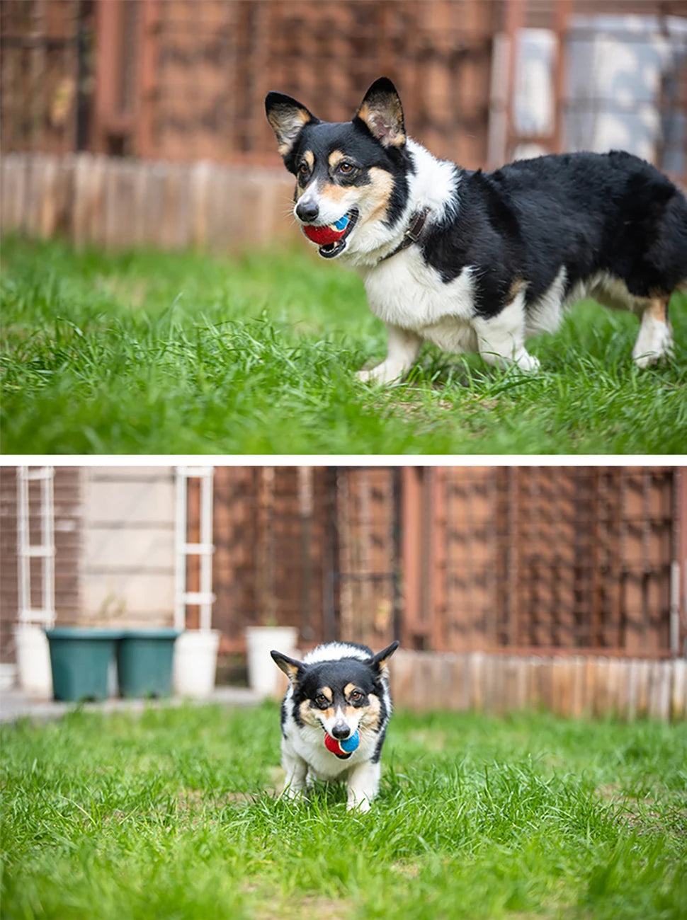 Squeaky Dog Tennis Ball