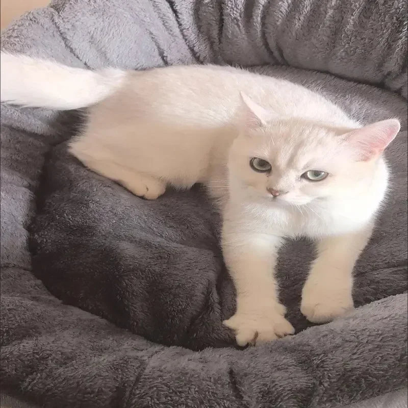 Soft Pet Sofa Bed