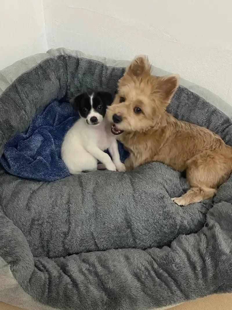 Soft Pet Sofa Bed