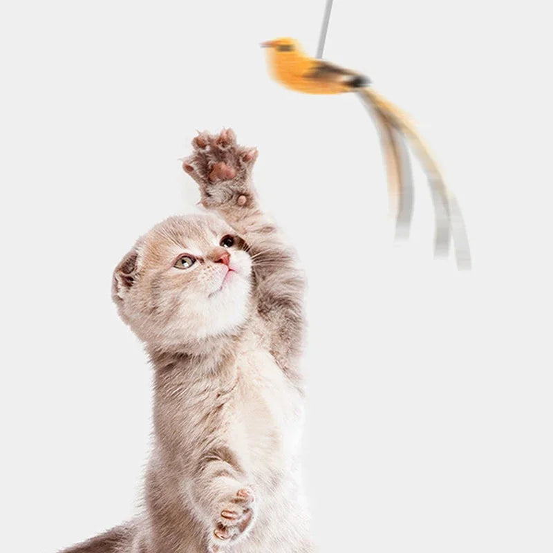 Feather Bird Cat Teaser